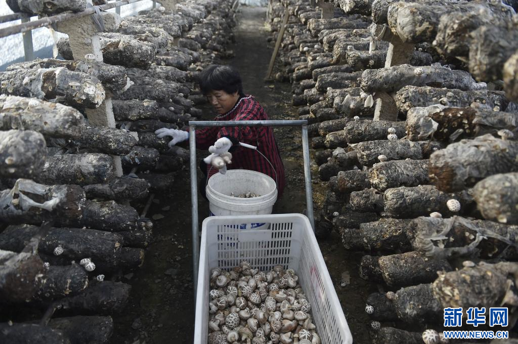 河南汝州：香菇种植助振兴