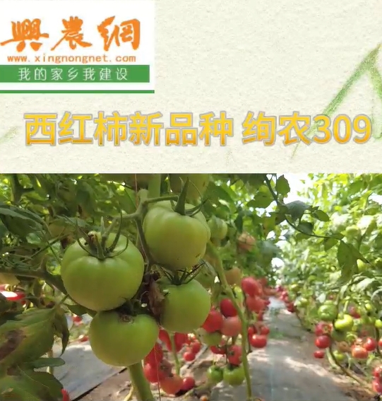 西红柿新品种-绚农309